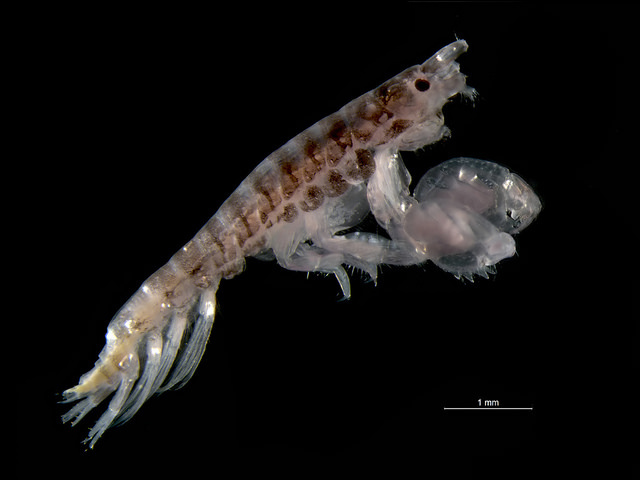 Image of Microdeutopus gryllotalpa